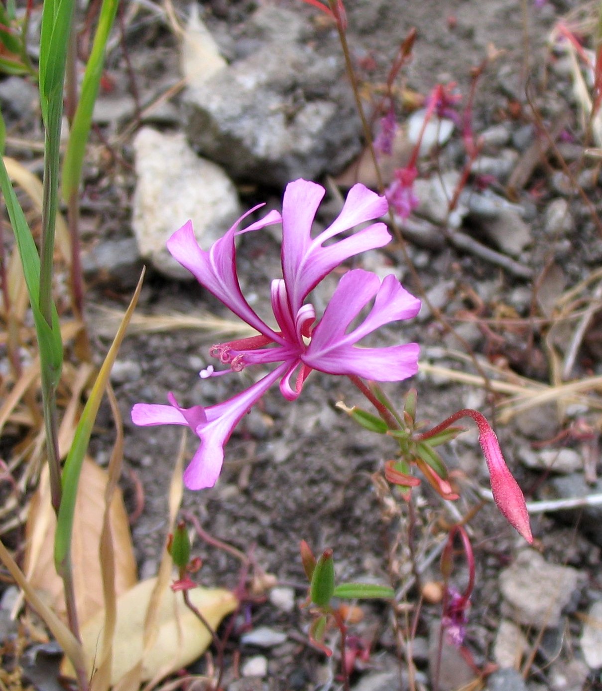 [flower.JPG]