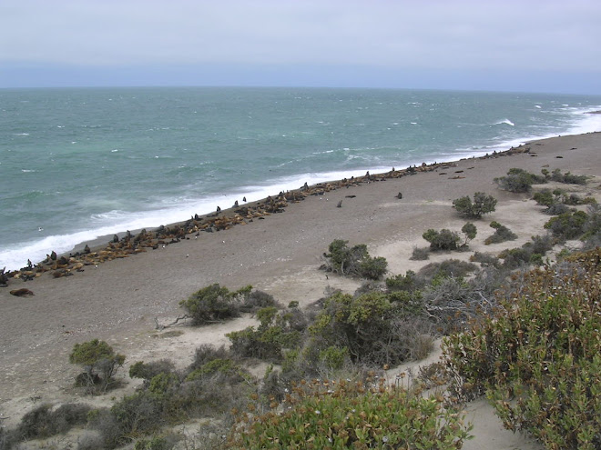 Les lions de mer de Valdès