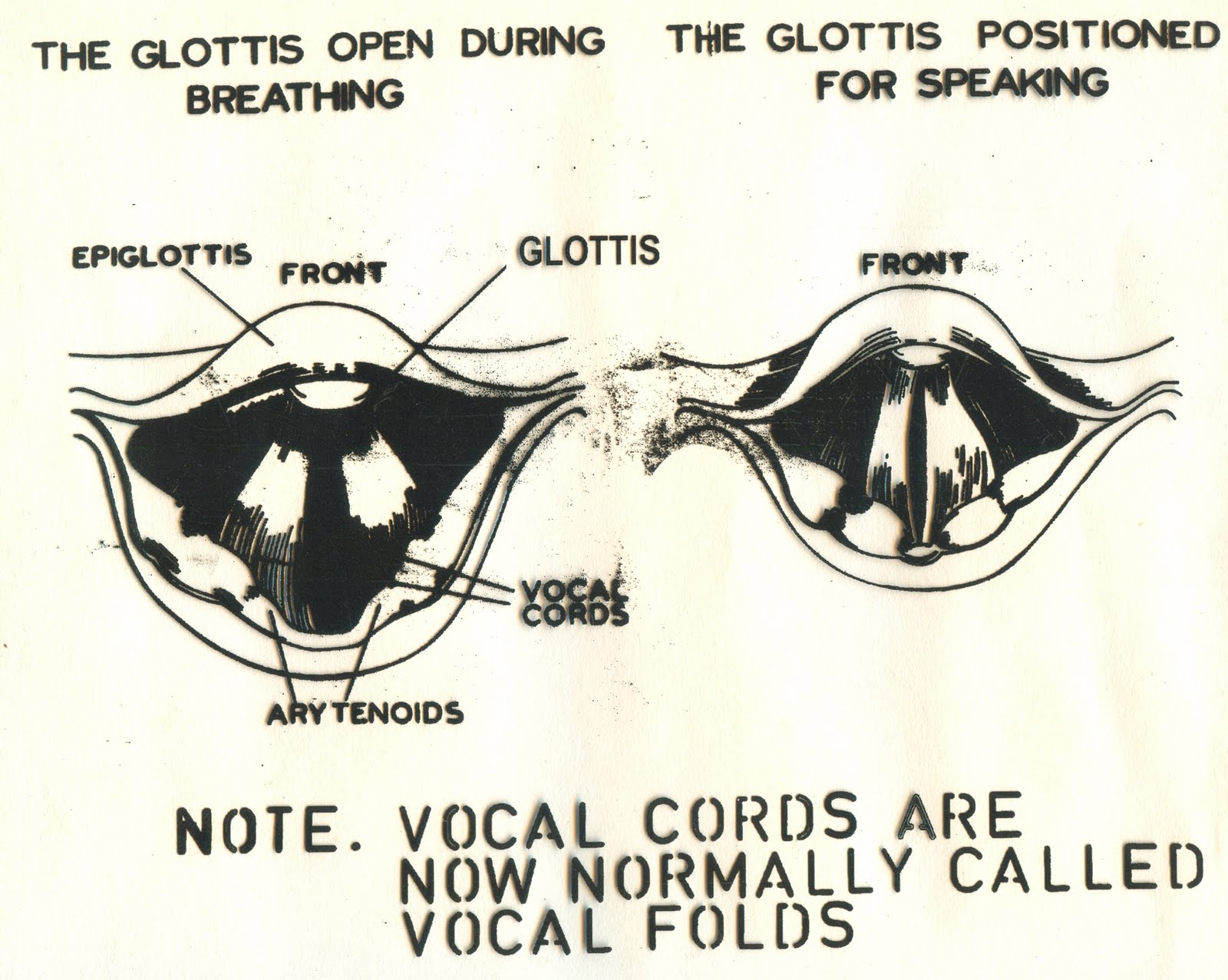 YOGA, VOICE, SPEECH AND ACTING VOCAL CORDS AND ITS FUNCTION