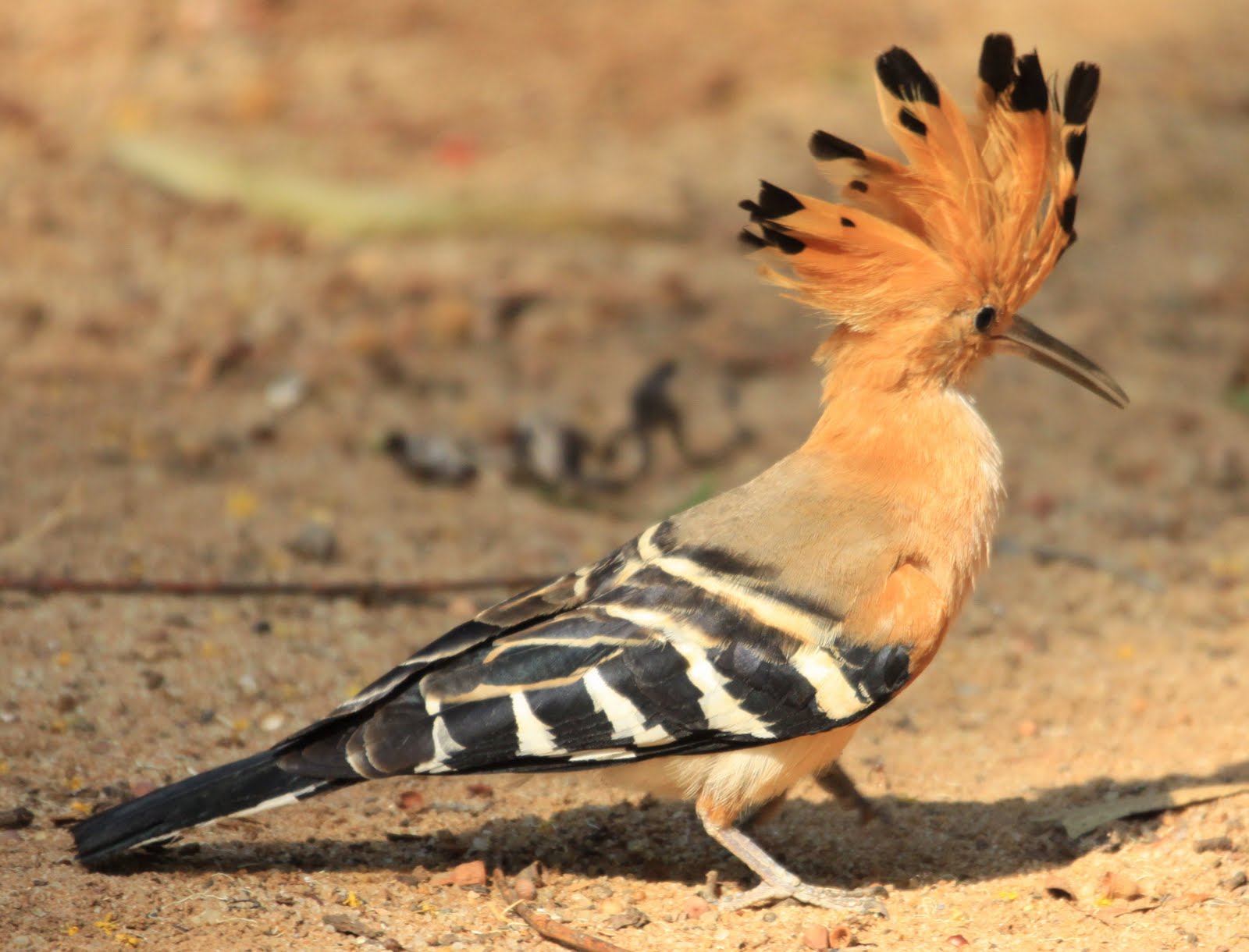 Hoopoe...The crown of feathers bird....!! Virtual University of Pakistan