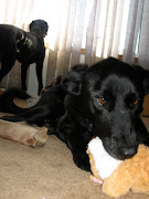 Happy Thanksgiving from the Black Dog Crew. (img )