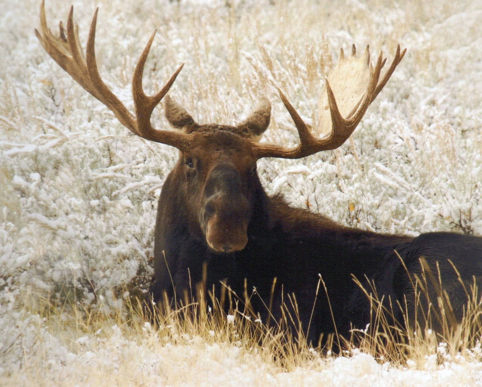 bull moose photos