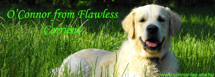 Connor - egy golden retriever kalandjai