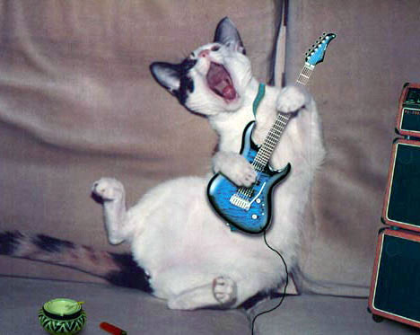 [guitar+cat.jpg]