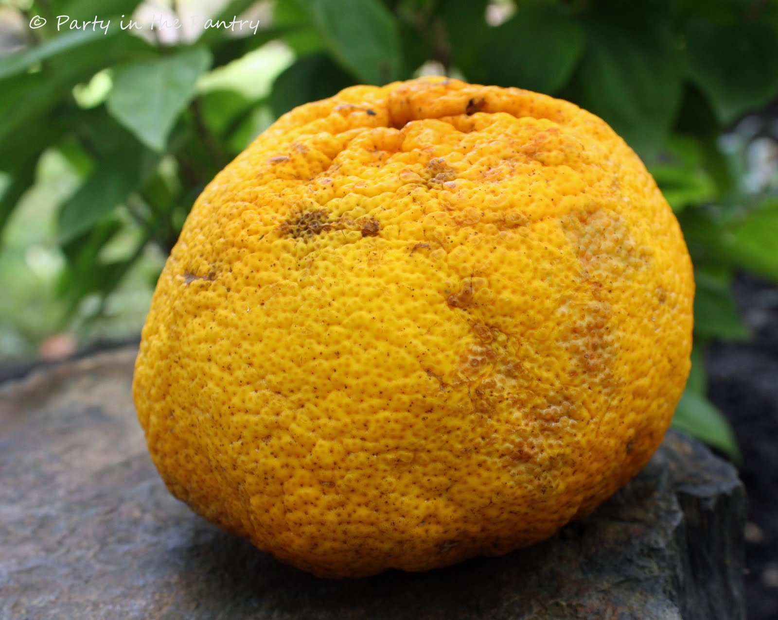 Party in the Pantry! It's a Funky Fruit Tasting Party!!!