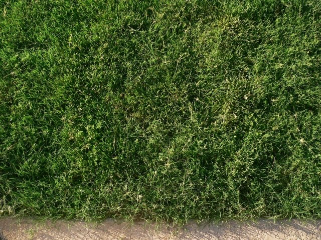 [lawn_postmow_closeup.JPG]