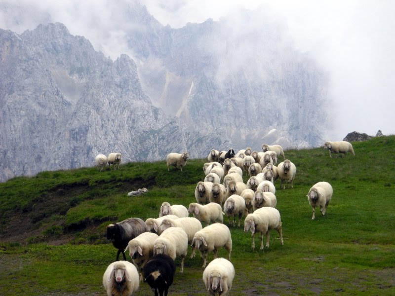 Alpine Sheep