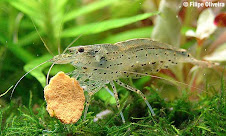 Amano Shrimp (algae shrimp)