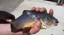 Here Fishy Fishy  2008