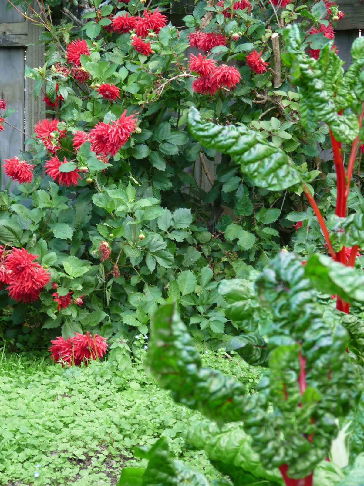 [dahlias+and+silver+beet+08.JPG]