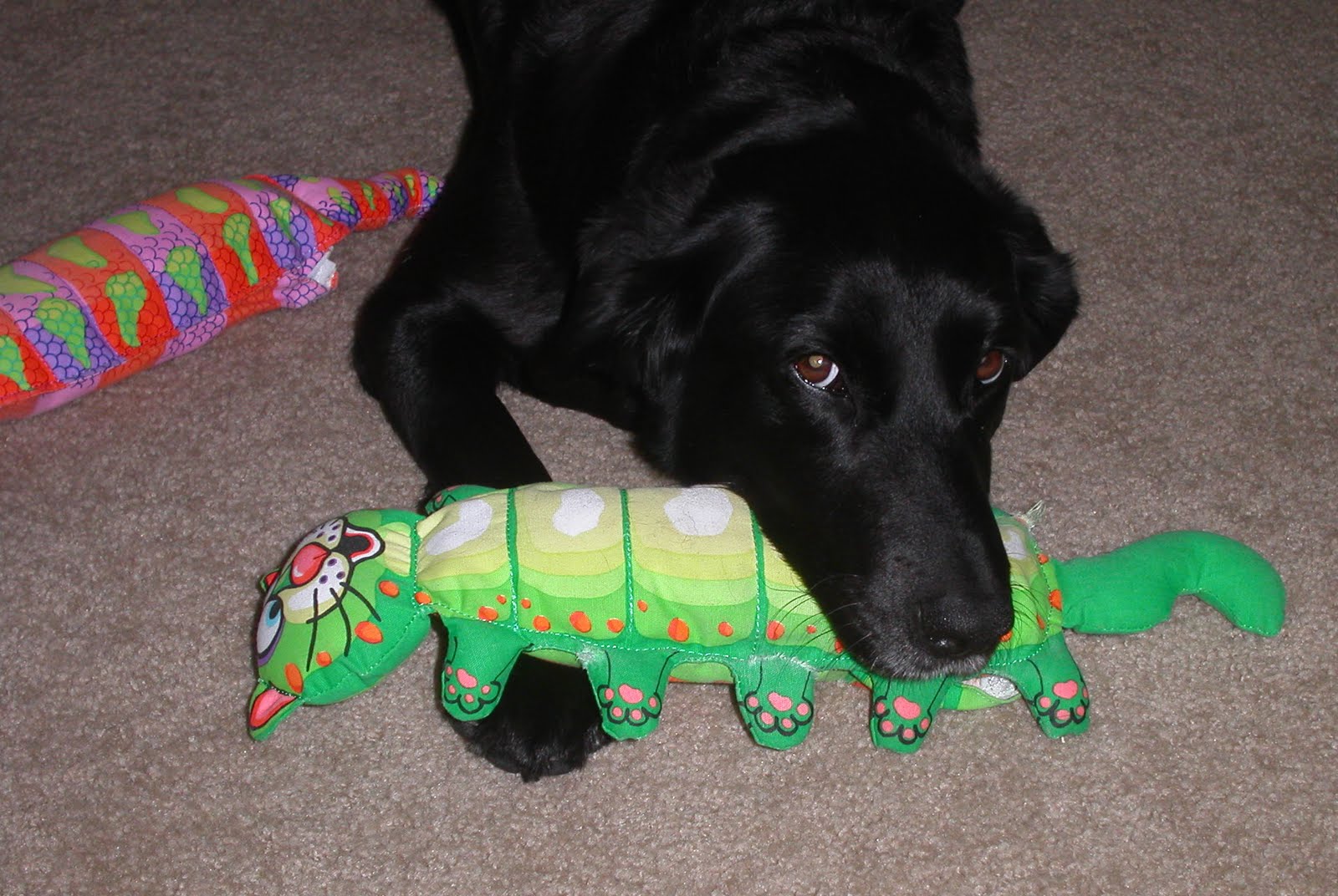 water bottle dog toy cruncher