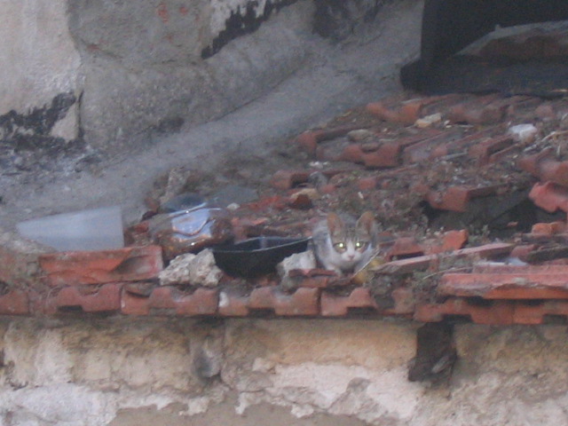 [IMG_1046.JPG]
