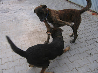 Leão, Castro Laboreiro, Macho, 4 anos , Margem Sul Dovskapets+101