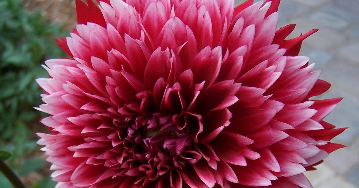 The Minnesota Garden RedWhite Fubuki Dahlia