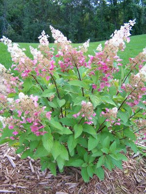 Three Dogs In A Garden Hydrangeas Care Basics Old New Varieties