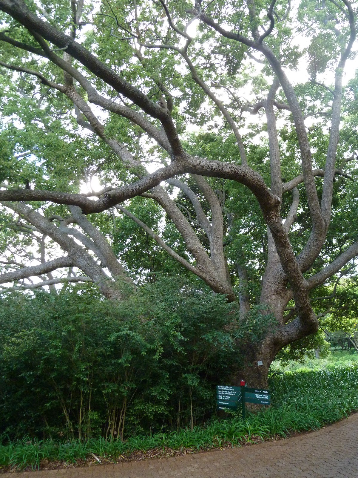 South Africa - July to October 2010: Kirstenbosch National Botanical Garden