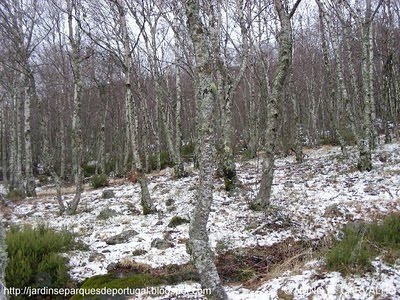 [SERRA_DA_ESTRELA_PORTUGAL_4.jpg]
