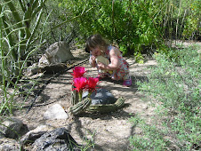 A Small Tucson Desert Garden