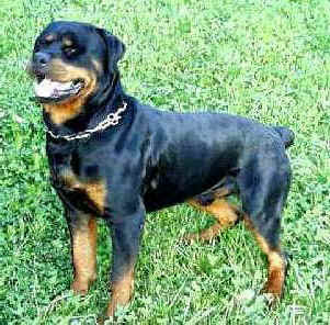 small rottweiler what breed of do you like and why lockergnome community q a small rottweiler what breed of do you like and why lockergnome community q a