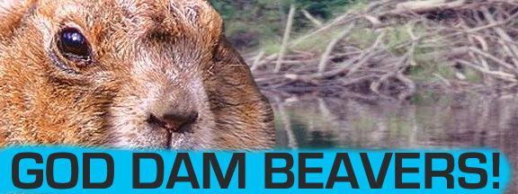 God Dam Beavers!