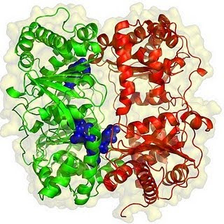 Enzymes are able to catalyse