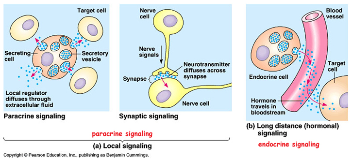 Cell Signaling