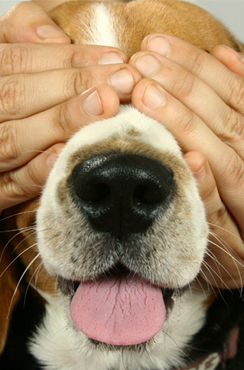 [26+beagle.jpg]