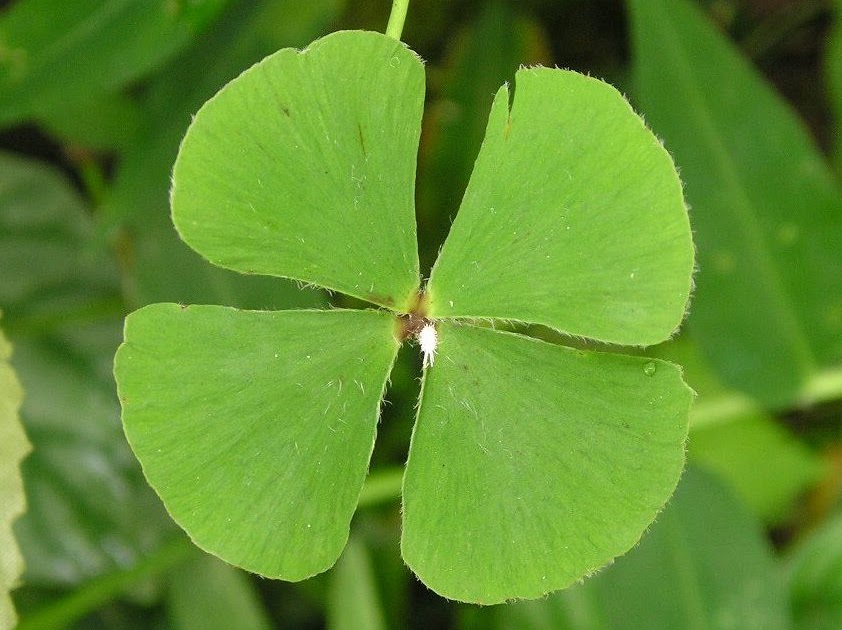 BLOG DA FIDHA: TREVO!!