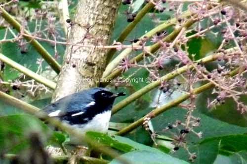 Feeding on  Devil's Walkingstick