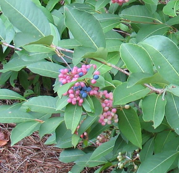 Ligustrum Japonicum Amur Common Privet Curlyleaf Ligustrum