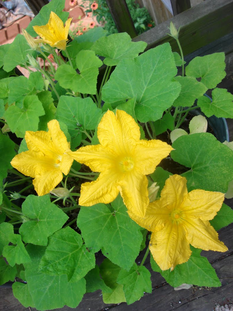 [squashblossoms.jpg]