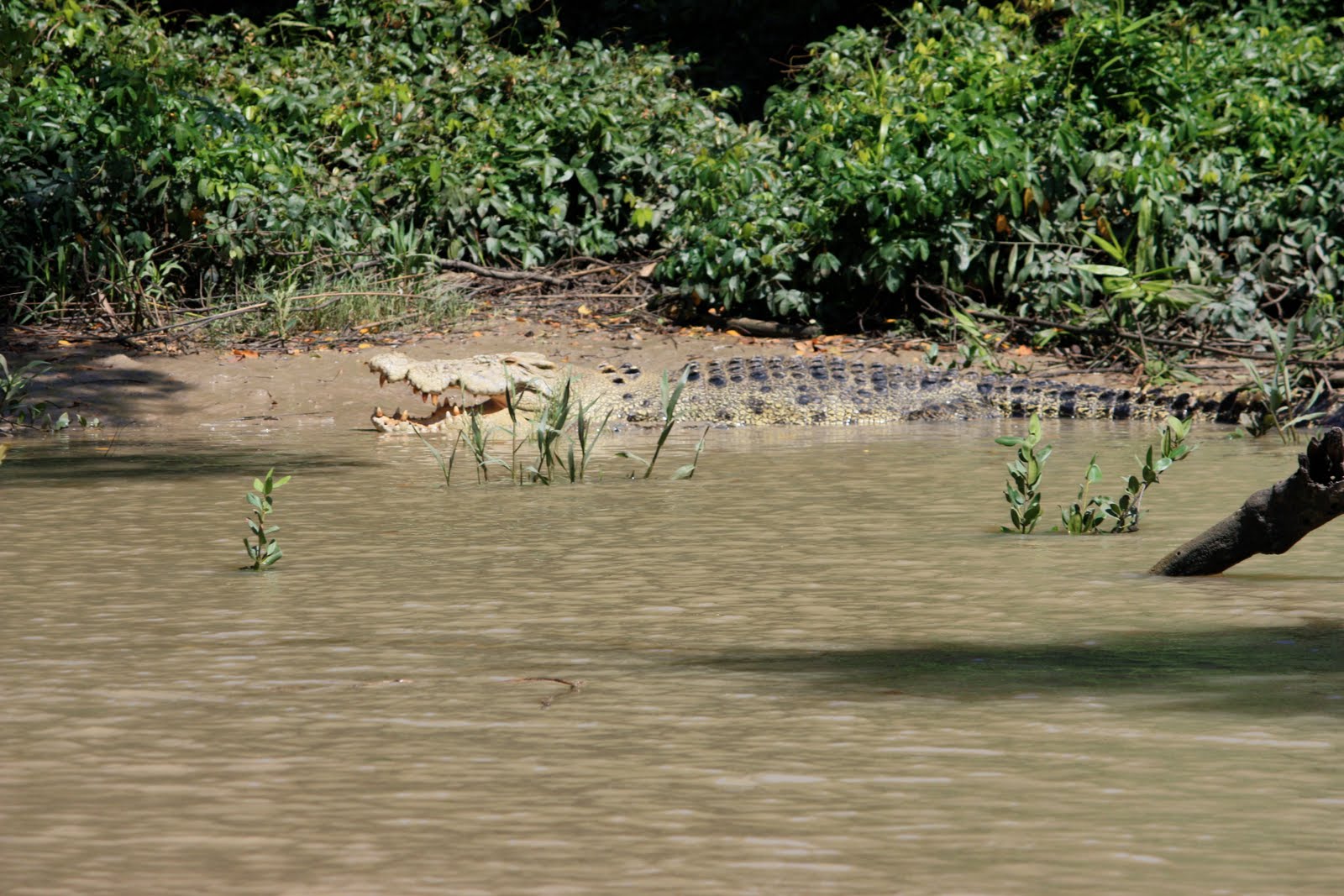 Questões e Fatos sobre Crocodilianos gigantes: Transferência de debate da comunidade Conflitos Selvagens.  Michael+Jackson