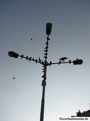 pigeons on a street light near kabutar khana pigeons on a street light near kabutar khana