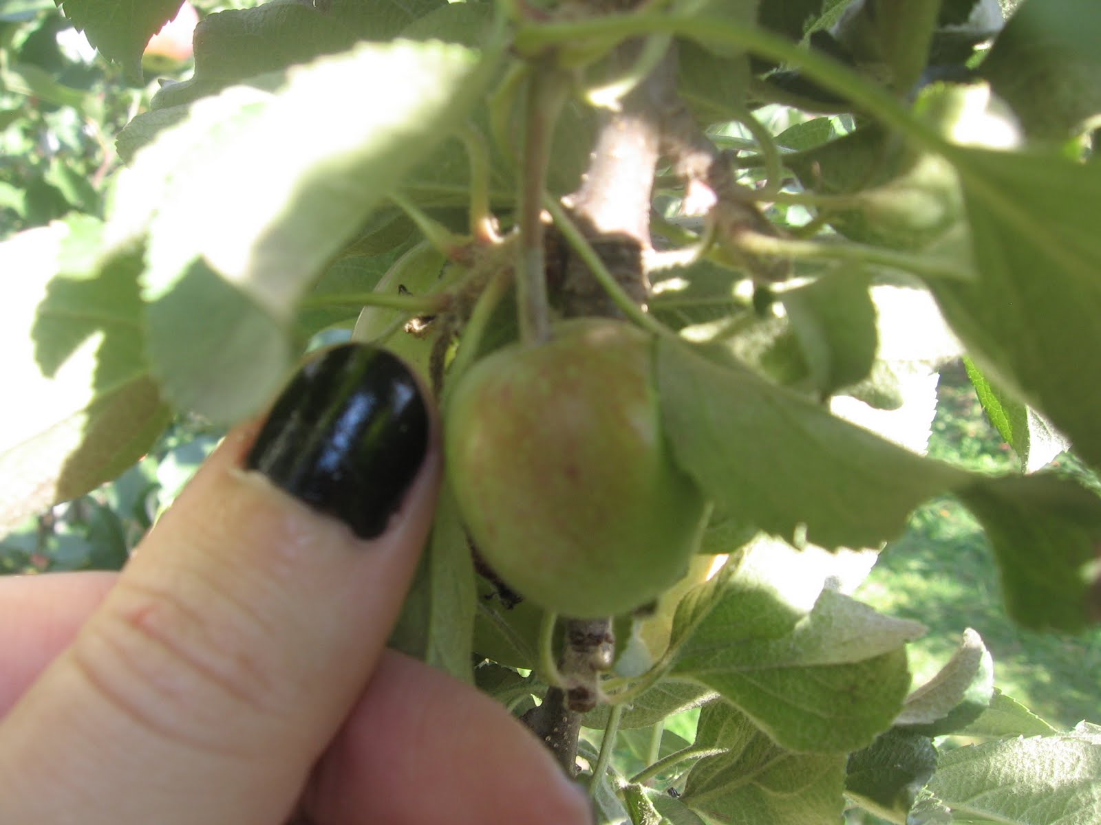 Gallery For > What Does A Baby Apple Tree Look Like