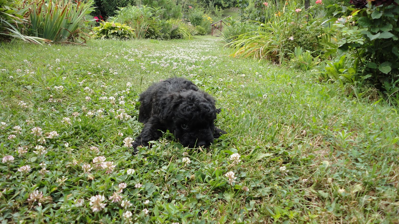 Bonsai Blog of Sándor Papp MY NEW BONSAI DOG ) (HUNGARIAN PULI)
