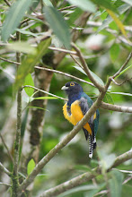 Violaceous Trogon
