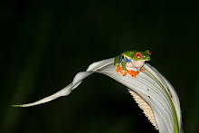 Red Eyed Tree Frog in the Swamp