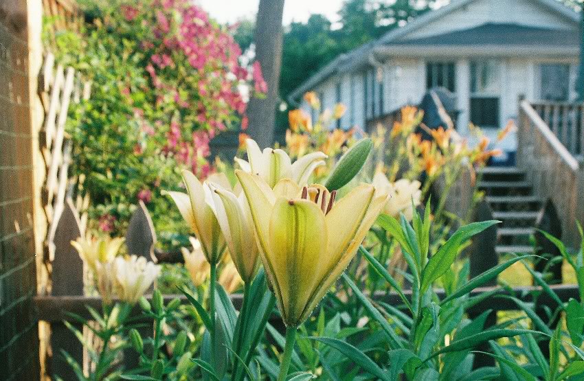 Lilies for low maintenance color and beauty