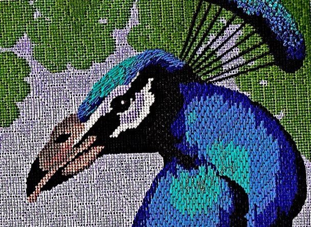 [shorebirds+peacock+closeup.jpg]