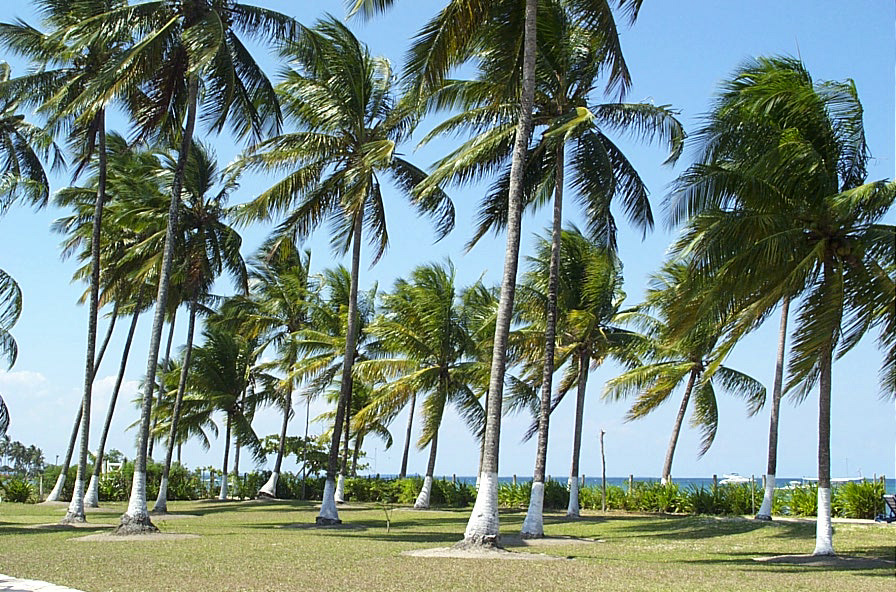 [palmeras.JPG]