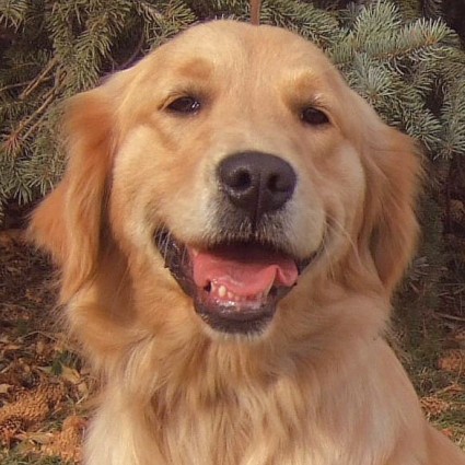 golden retriever dog photos. Golden Retriever puppy