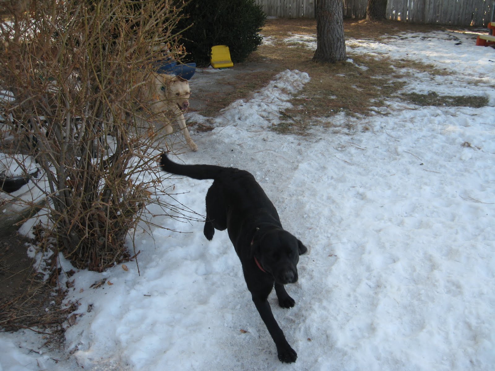 [Dogs+021.JPG]
