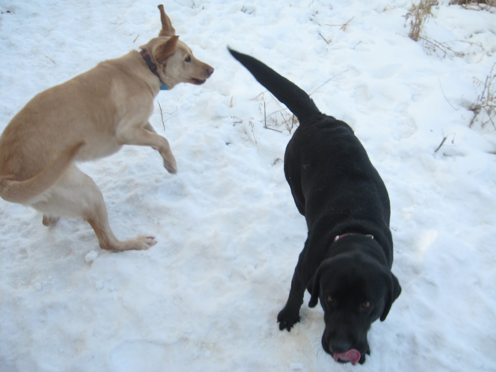 [Dogs+023.JPG]