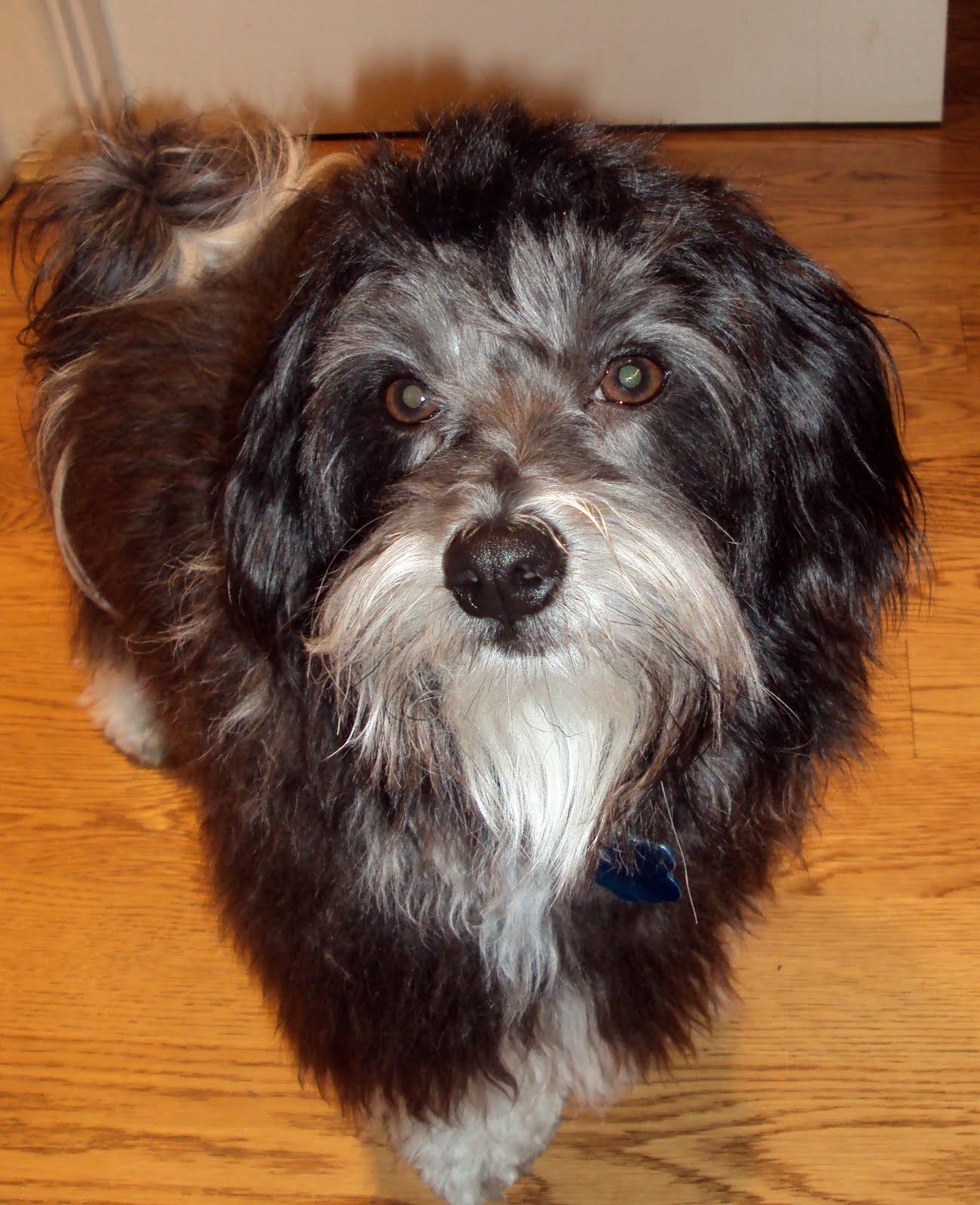 Beard Dog