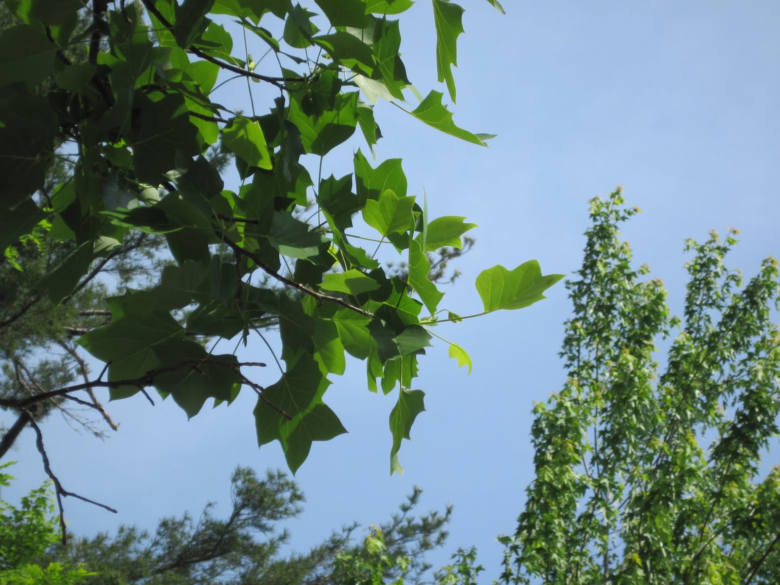 Tulip Tree Leaves