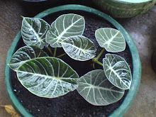 Kaladi
