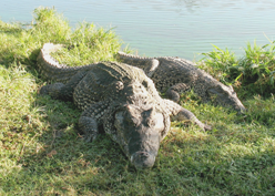 Símbolo de mi Ciénaga...