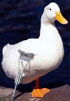 lame duck definition lame duck definition