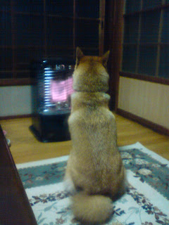 【お尻のほっぺ】ストーブの前で座る柴犬