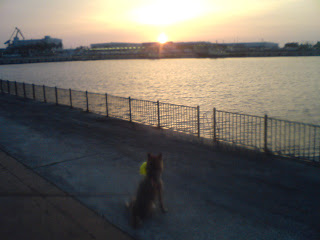 【お尻のほっぺ】夕陽を見つめる柴犬